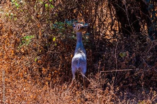 Kirk's dik-dik (Madoqua kirkii) at the lake Manyara national park, Tanzania. Wildlife photo