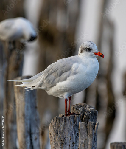 Wallpaper Mural Close up of Black-headed gull (Chroicocephalus ridibundus) Torontodigital.ca