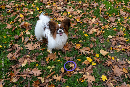 Small lap dog standing outdoors on the grass strewn with fallen autumn yellow leaves. Purebred papillon dog, continental toy spaniel looking at camera.