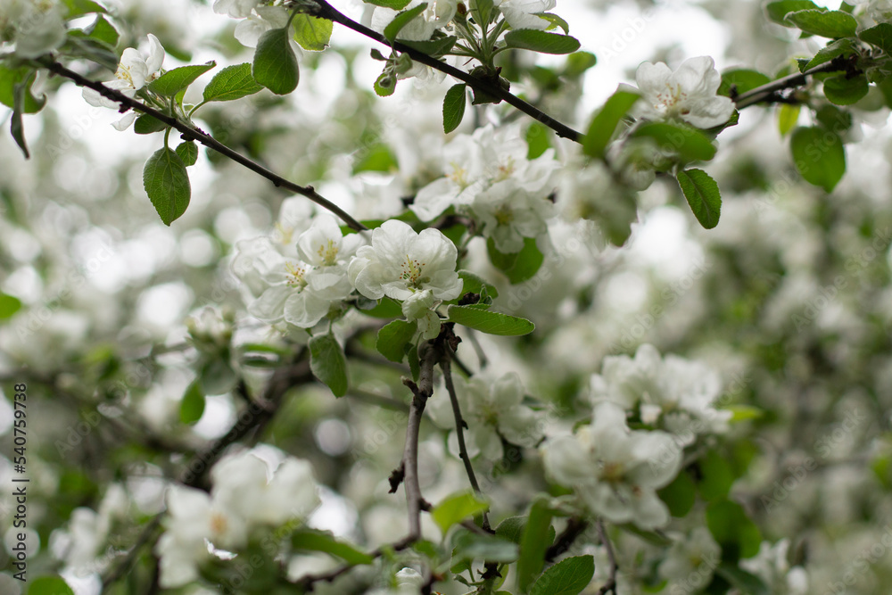 Apple tree in spring. Apple blossoms in garden. Branches with leaves. Apple tree in spring. Apple blossoms in garden. Branches with leaves.