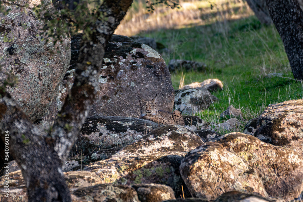Very rare, Endangered, Iberian lynx, LInce iberico, Lynx pardinus, wild cat endemic to Iberian Peninsula in southwestern Spain, Europe. Hidding in the rocks, perfect mimicry. Very rare, Endangered, Iberian lynx, LInce iberico, Lynx pardinus, wild cat endemic to Iberian Peninsula in southwestern Spain, Europe. Hidding in the rocks, perfect mimicry.