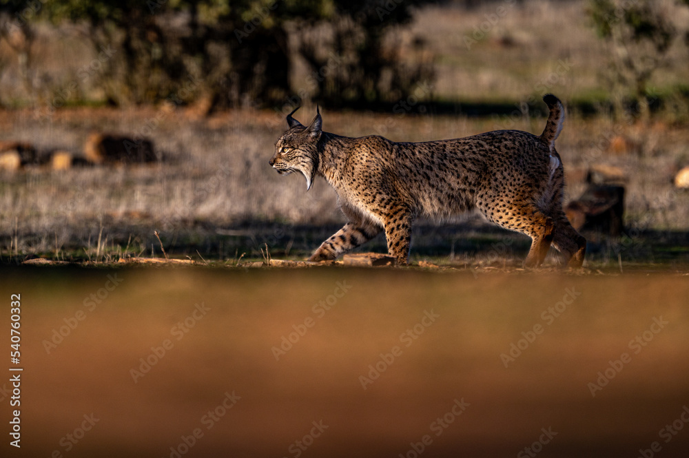 Very rare, Endangered, Iberian lynx, LInce iberico, Lynx pardinus, wild cat endemic to Iberian Peninsula in southwestern Spain, Europe. Evening, sunset atmosphere.