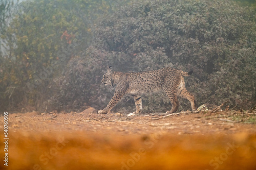 Canvas Print Very rare, Endangered, Iberian lynx, LInce iberico, Lynx pardinus, wild cat endemic to Iberian Peninsula in southwestern Spain, Europe