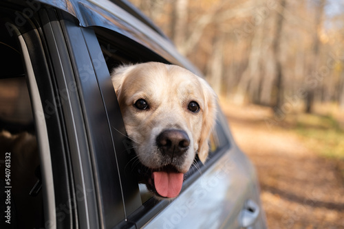A dog looks out the car window on a sunny fall day. A golden retriever travels by car on a cool fall day.