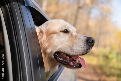 A dog looks out the car window on a sunny fall day. A golden retriever travels by car on a cool fall day.