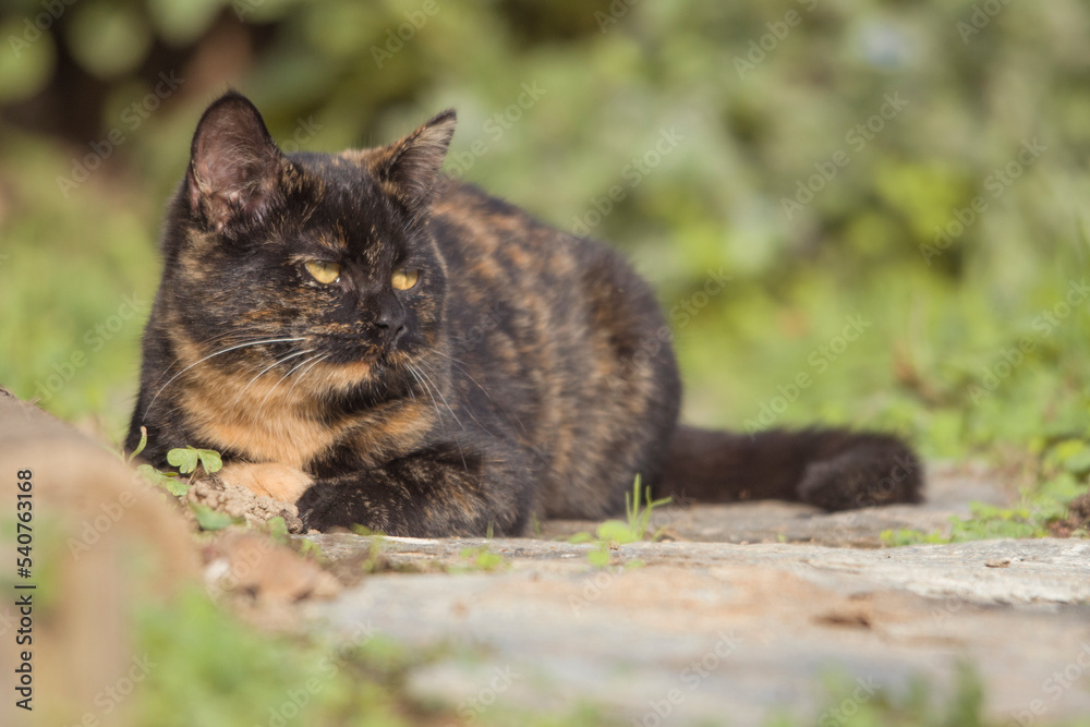 A black kitten with red spots and yellow eyes is lying on the pavement enjoying the last sun of the day ( funny expression, blurry background).