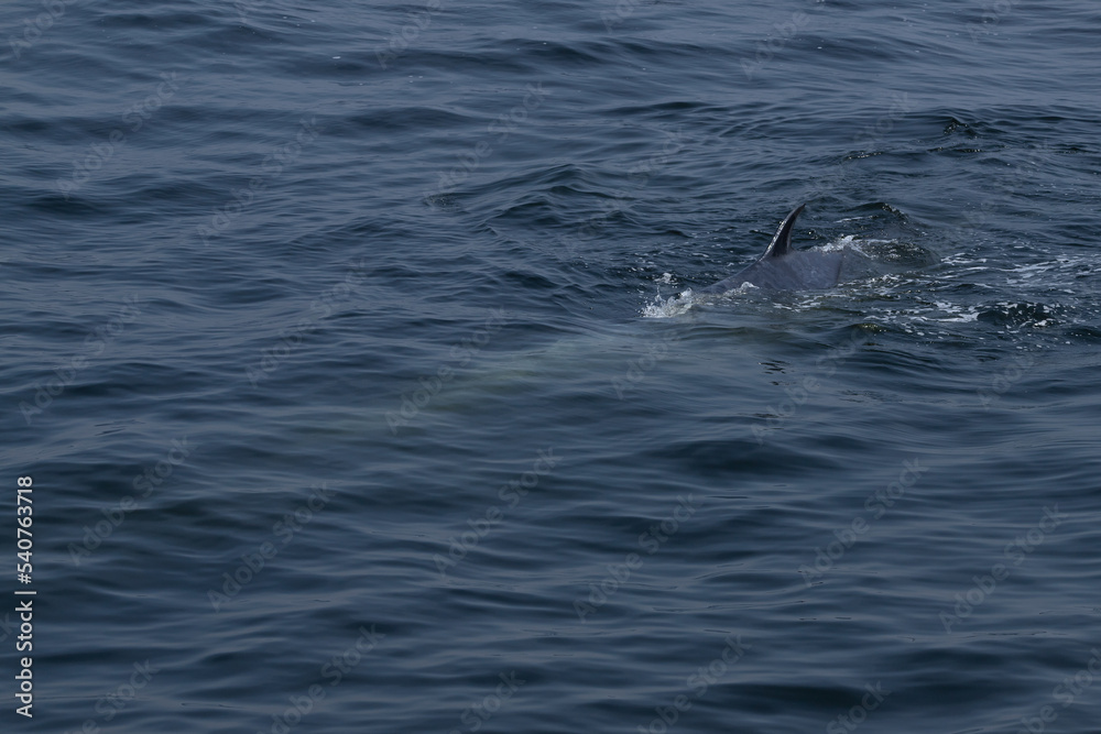 Obraz premium The tail fin of a Bryde's Whale quickly swims to the water, There are many Bryde's Whales living in the gulf of Thailand at Bang Tabun, Petchaburi, Thailand.