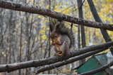 Squirrel in autumn park scene portrait