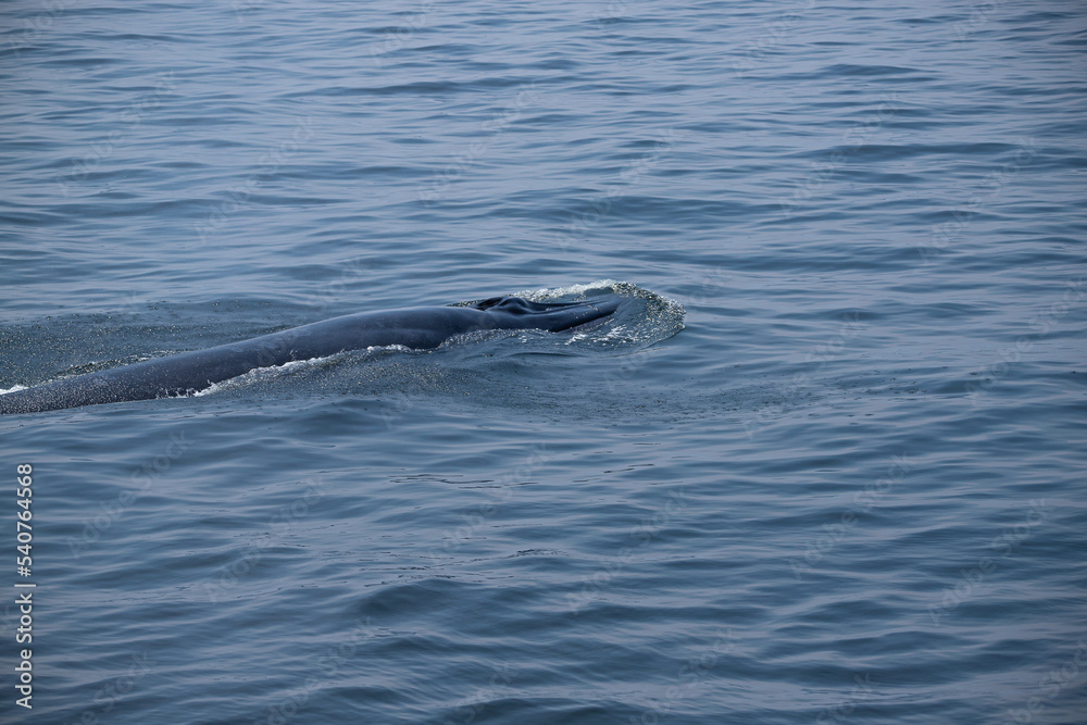Obraz premium The tail fin of a Bryde's Whale quickly swims to the water, There are many Bryde's Whales living in the gulf of Thailand at Bang Tabun, Petchaburi, Thailand.