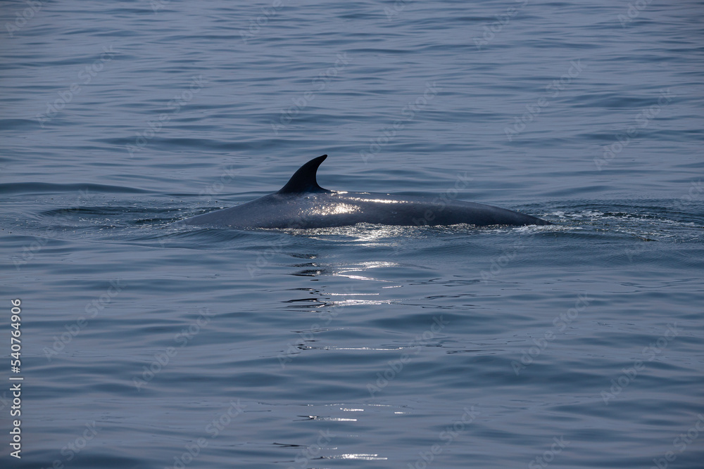 Fototapeta premium The tail fin of a Bryde's Whale quickly swims to the water, There are many Bryde's Whales living in the gulf of Thailand at Bang Tabun, Petchaburi, Thailand.