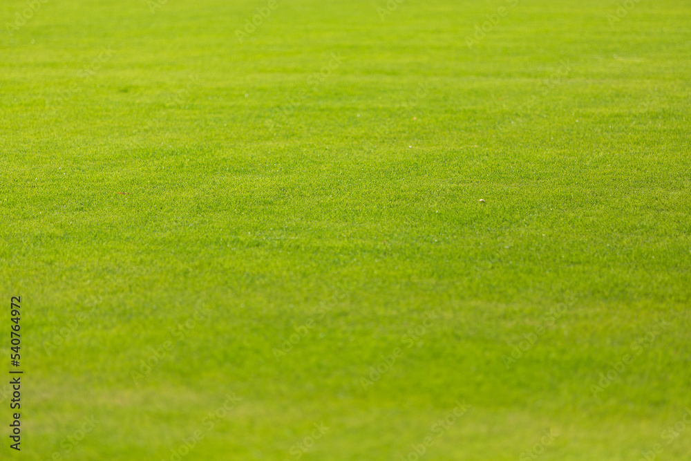 Green grass in the stadium, beautiful soft lawn. Green grass in the stadium, beautiful soft lawn.