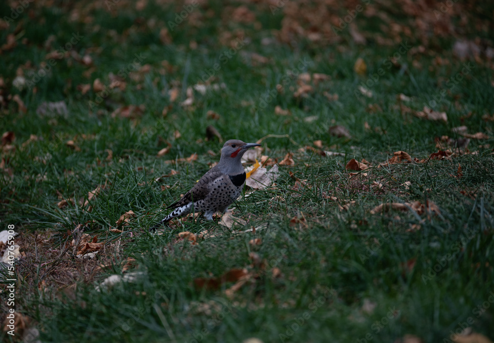 Northern Flicker standing in grass Northern Flicker standing in grass