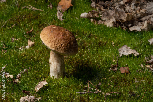 Mushrooms cut in the forest. Mushroom boletus edilus. Popular white mushrooms Boletus in the forest photo