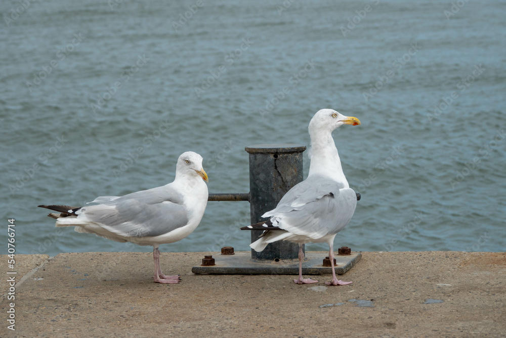 european herring gulls larus argentatus perched on the sea wall with the sea in the background european herring gulls larus argentatus perched on the sea wall with the sea in the background