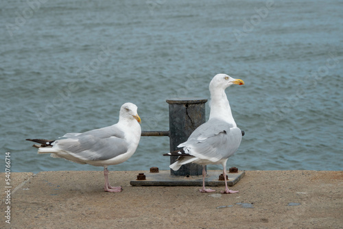 european herring gulls larus argentatus perched on the sea wall with the sea in the background