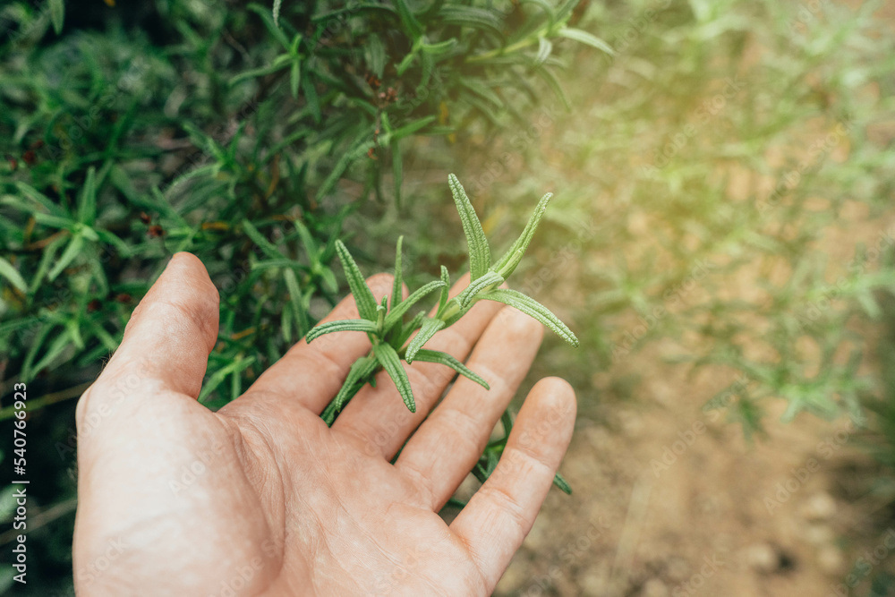 Human hand touching leaves in the middle of the nature Human hand touching leaves in the middle of the nature