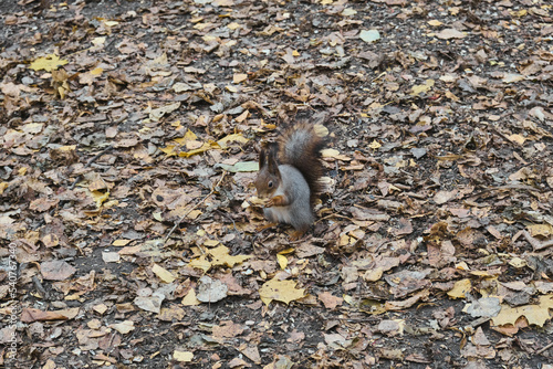 Squirrel in autumn park scene portrait © Mk16.15