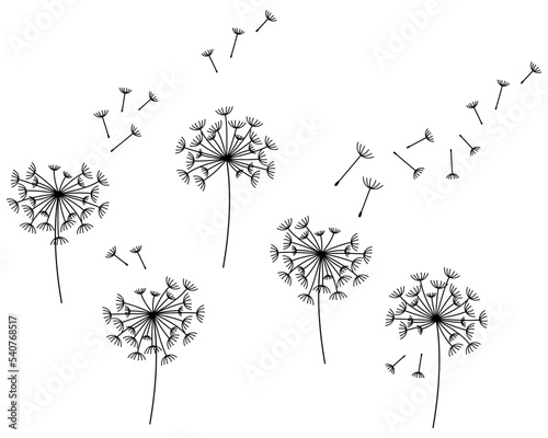 set of dandelion flowers