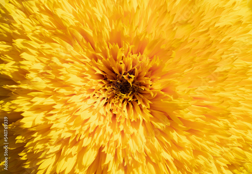 Yellow decorative sunflower close-up. Teddy bear sunflower. Textured natural yellow flower background. Yellow petals. Summer sunflower blooming. Landscape design concept.