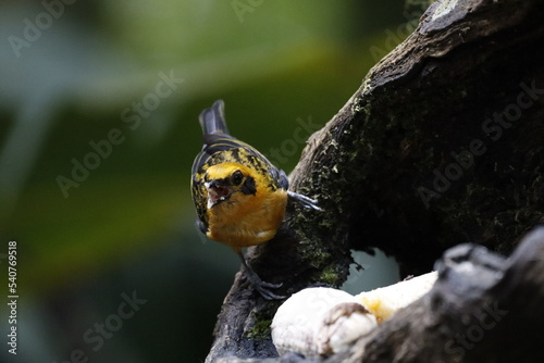 Aves y fauna de Manizales, Caldas Colombia. Magníficos colores