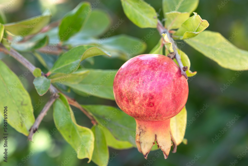 Ripe colorful pomegranate fruit on tree branch Ripe colorful pomegranate fruit on tree branch