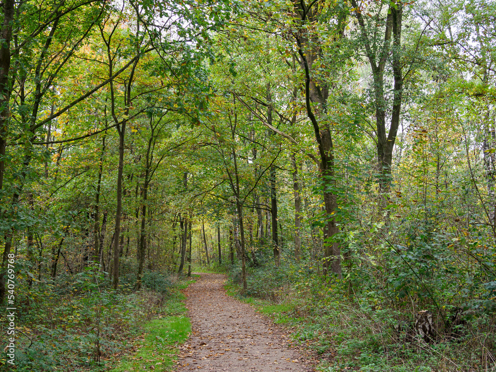 Herbstzeit im Wald Herbstzeit im Wald