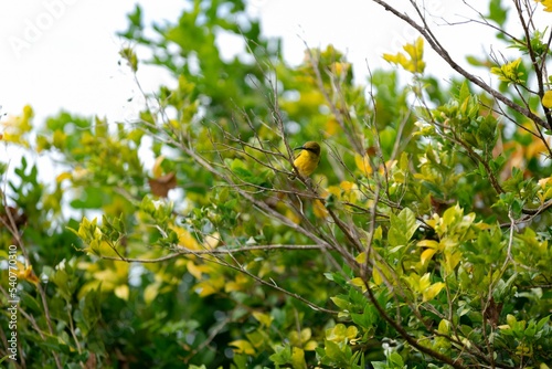 Scenic view of an olive-backed sunbird standing on the branch of a tree