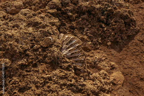 Los restos arqueológicos de una concha.  © Joneaz