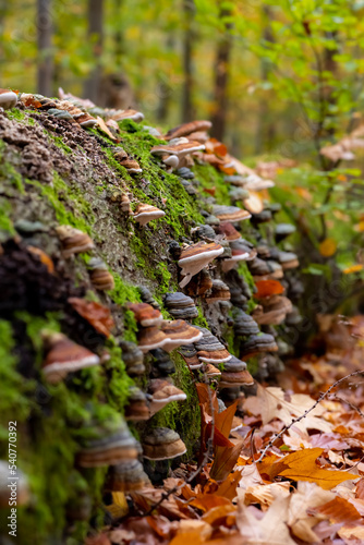 Colony of Stem decay fungi (Fomitopsis pinicola) with colorful lined caps on a mossy rotten tree in forest in Iserlohn Sauerland Germany. The conks (fruit bodies) are known as red-belted conks.