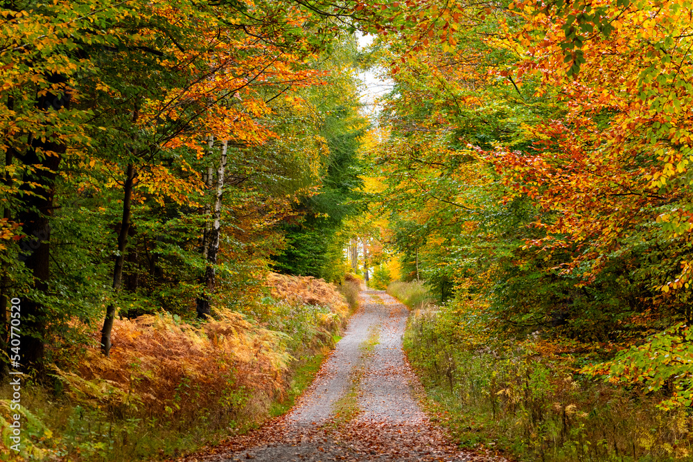 Naklejka premium Indian Summer in deciduous forest in Iserlohn Sauerland Germany with colorful leaves foliage in beautiful fall season. Gravel road trail leading up a hill for a autumn promenade in idyllic scenery 