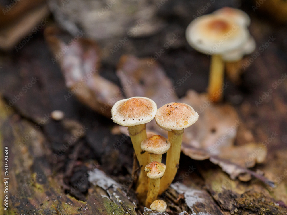 Herbstzeit im Wald Herbstzeit im Wald