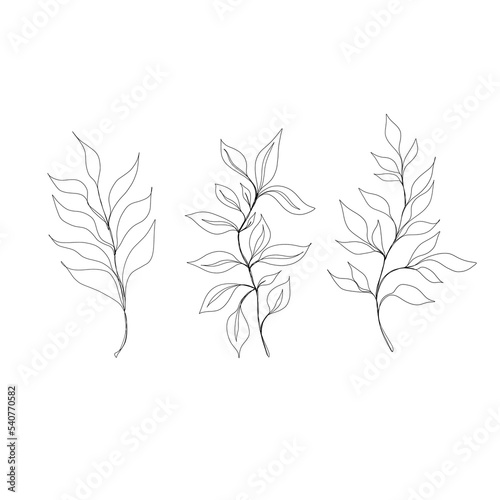  leaf pant line art. Minimalistic line drawing. leaf line art. Botanical drawing illustration by hand. © littlemagic