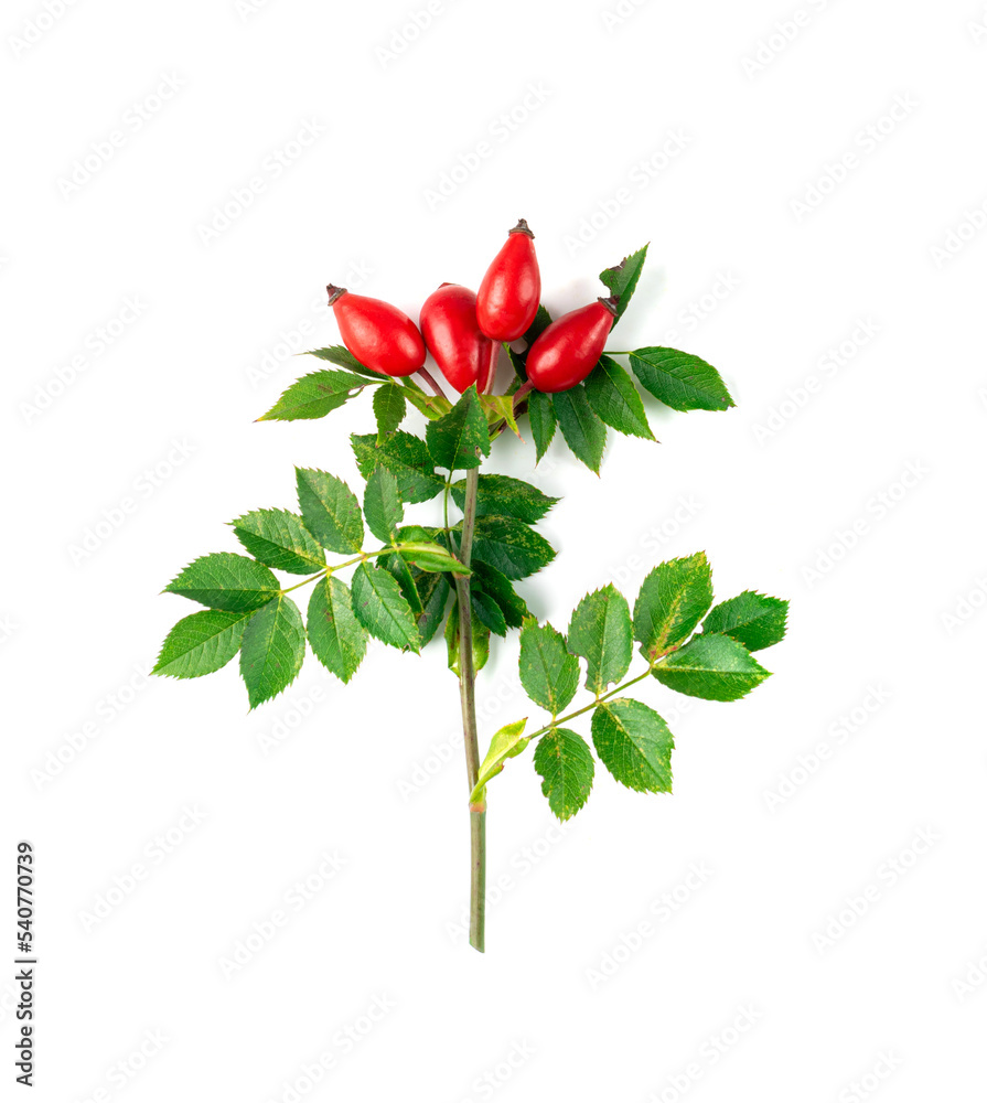 Wild Rose Twig Isolated, Rose Hip Branch with Red Berries, Rosehip Fruits Wild Rose Twig Isolated, Rose Hip Branch with Red Berries, Rosehip Fruits