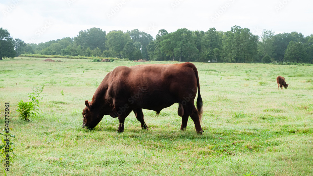 Small farm Red Angus bull grazing
