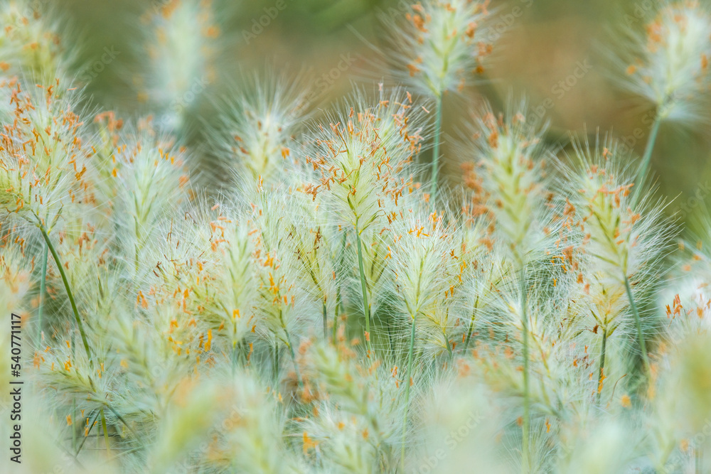 pine background pine background