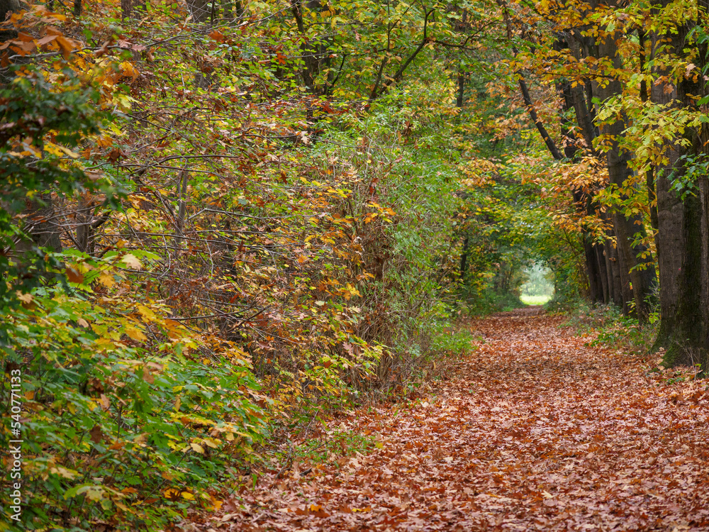 Fototapeta premium Herbstzeit im Wald
