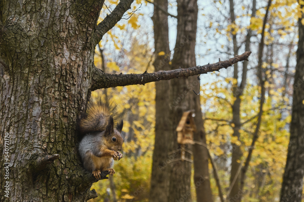 Squirrel in autumn park scene portrait Squirrel in autumn park scene portrait