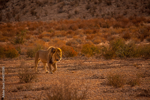 Kalahari Lion (Panthera leo) 5124