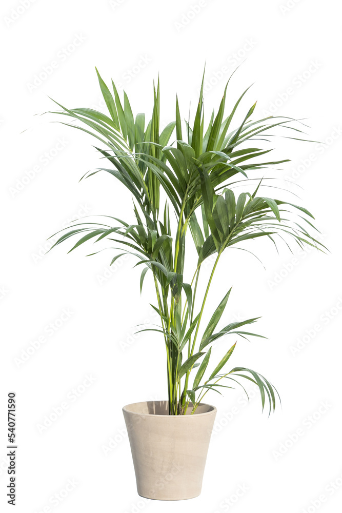 Kentia palm tree in pot Kentia palm tree in pot