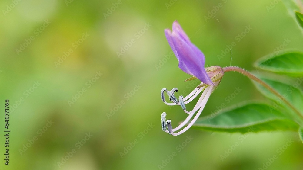 Maman lanang (Cleome rutidosperma) is a weed plant that belongs to a member of the Cleomaceae family. Maman lanang (Cleome rutidosperma) is a weed plant that belongs to a member of the Cleomaceae family.