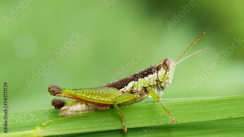 grasshopper on a leaf green