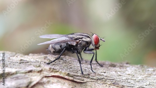 Closeup of Musca Domestica is also known as Lalat Rumah in Indonesia