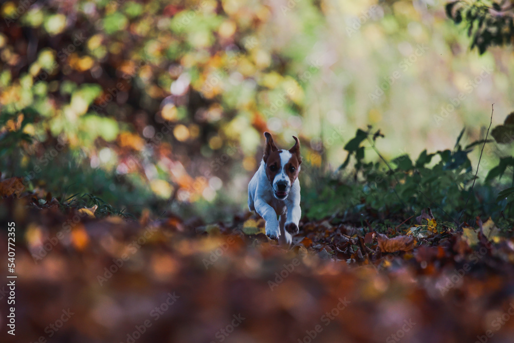 Jack russel terrier