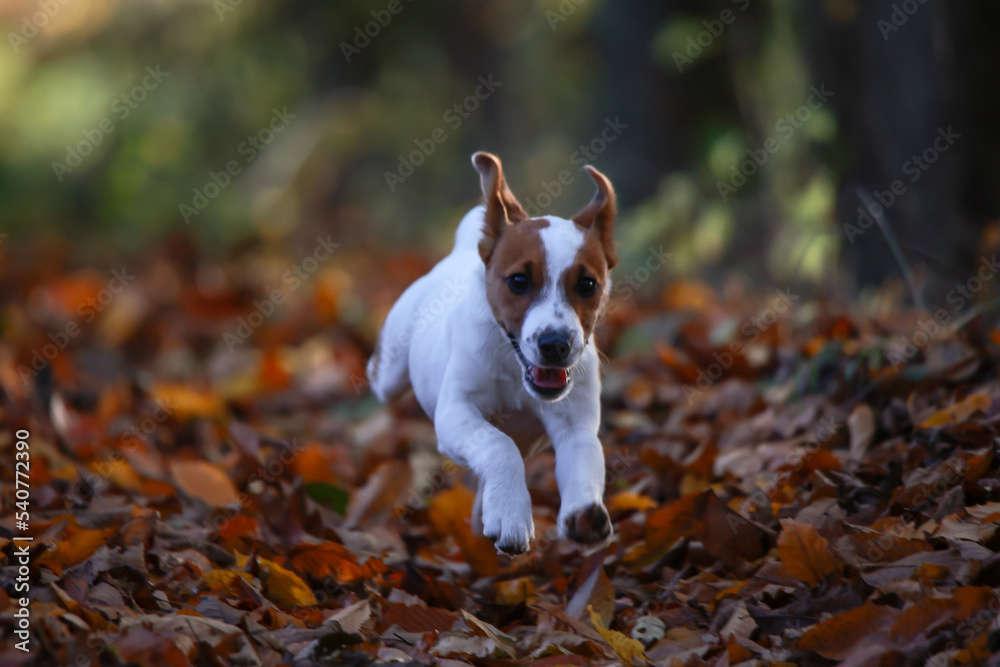 Jack russel terrier