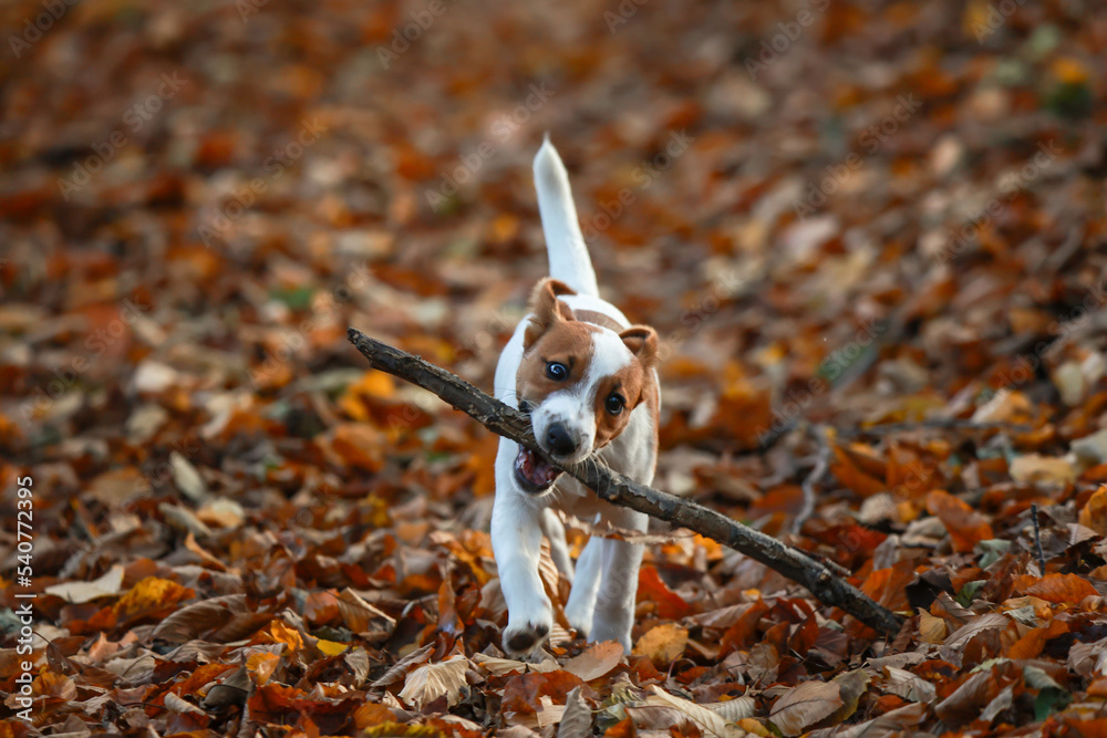 Jack russel terrier