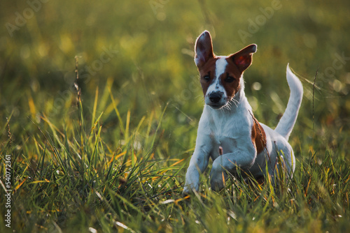 Obraz na płótnie Jack russel terrier w salonie