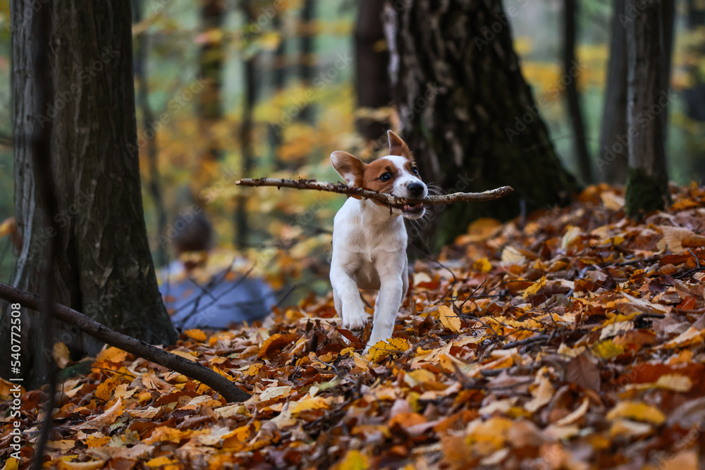 Jack russel terrier
