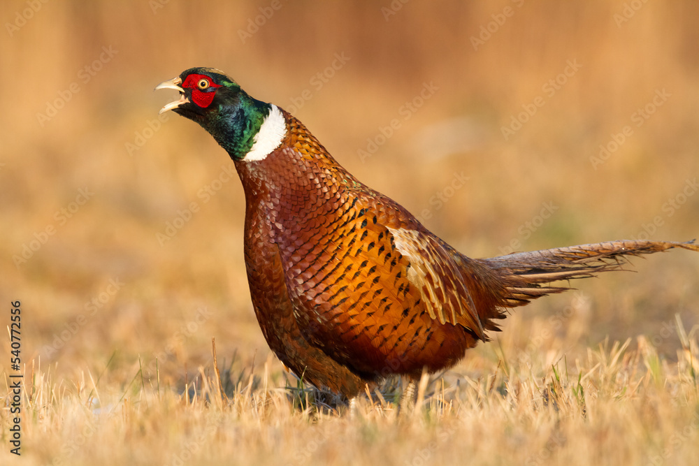 Fototapeta premium male Common pheasant Phasianus colchius Ring-necked pheasant in natural habitat, grassland in early winter 