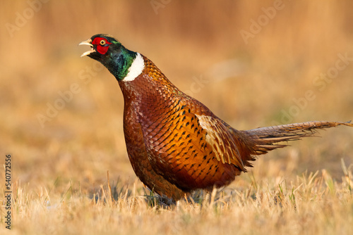 male Common pheasant Phasianus colchius Ring-necked pheasant in natural habitat, grassland in early winter 