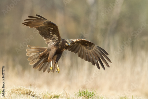 Birds of prey - Marsh Harrier male Circus aeruginosus hunting time